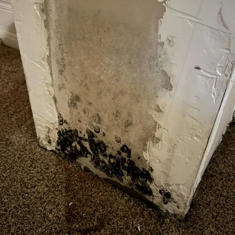 Professional Mold Removal in Hamburg, PA